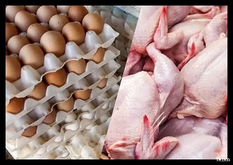 کاهش ۲۰ درصدی مصرف مرغ و تخم‌مرغ پس از اصلاح نظام یارانه